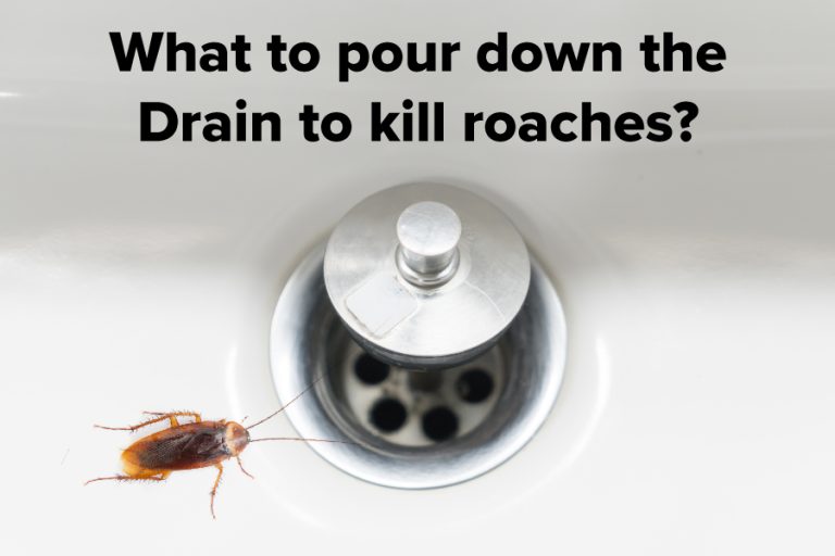 what-to-pour-down-drain-to-kill-roaches-bathroom-inspector