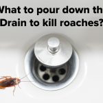 What To Pour Down Drain To Kill Roaches