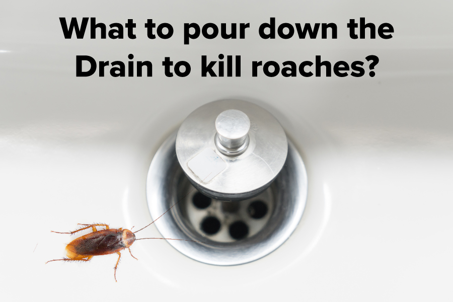 What To Pour Down Drain To Kill Roaches