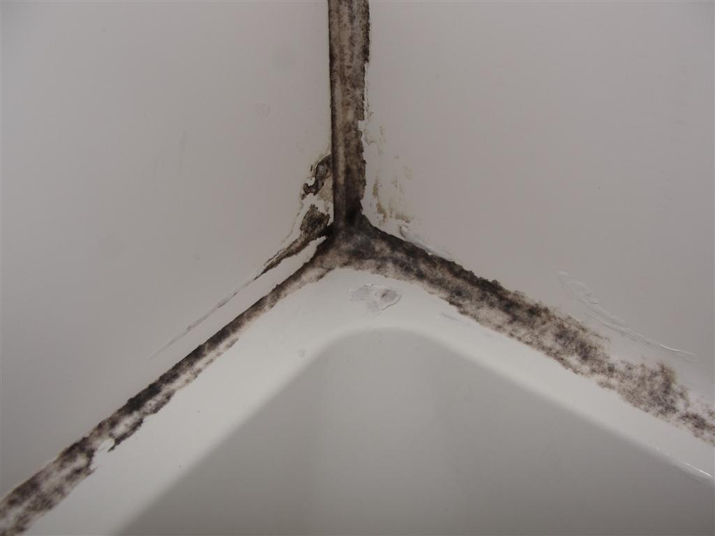 Remove Mold From Shower Caulking